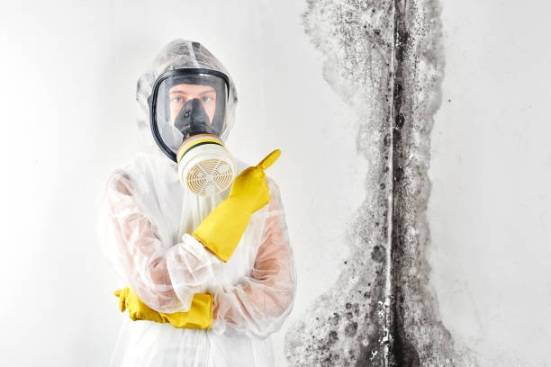 Why You Should Choose Our Mold Remediation Services in Ak Chin Village, AZ